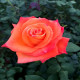Саженцы Роз в Уссурийске — доставка почтой! Саженцы Роз в Уссурийске — доставка почтой!